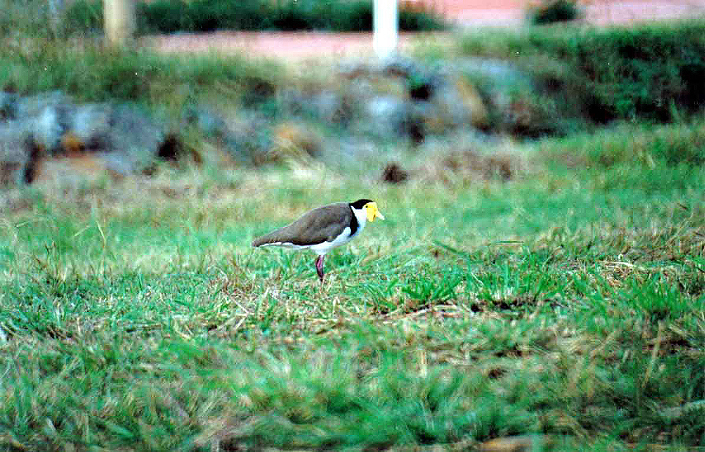 MASKED LAPWING . BARGARA . QUEENSLAND . AUSTRALIA . 2 . 6 . 2000 