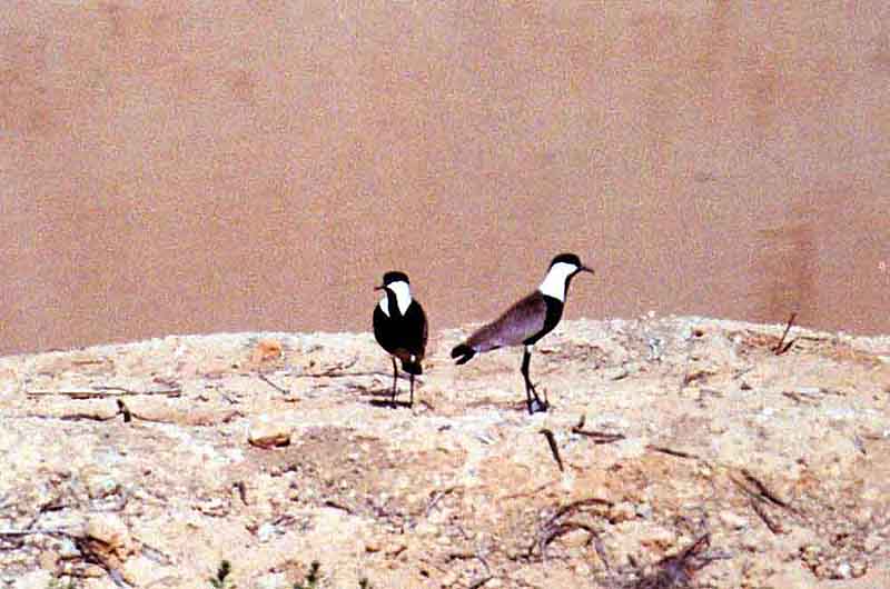 SPUR WINGED PLOVER . NINZANA SEWAGE WORKS . ISRAEL . 28 / 3 / 2001