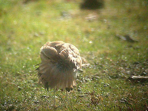 CREAM COLOURED COURSER ( Juvenile ) , ST MARTINS , SCILLY ISLES , 1 , 10 . 2004