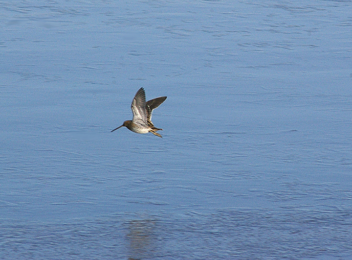 COMMON SNIPE . BOWLING GREEN MARSH . TOPSHAM . 29 . 11 . 2010