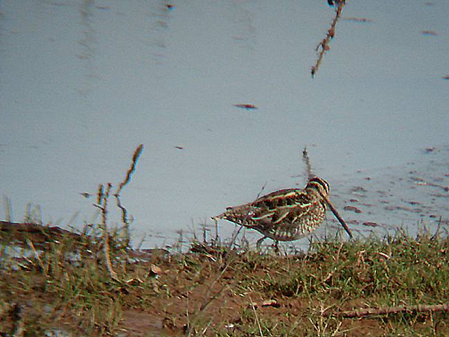 SNIPE . THE MATFORD POOLS . EXETER . DEVON . 17 . 3 . 2009