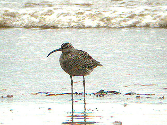 WHIMBREL . DAWLISH WARREN . DEVON . 4 . 5 . 2005