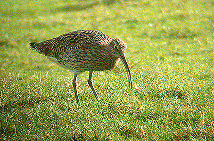 CURLEW . BOWLING GREEN MARSH . TOPSHAM . DEVON . 1 .1 . 2003