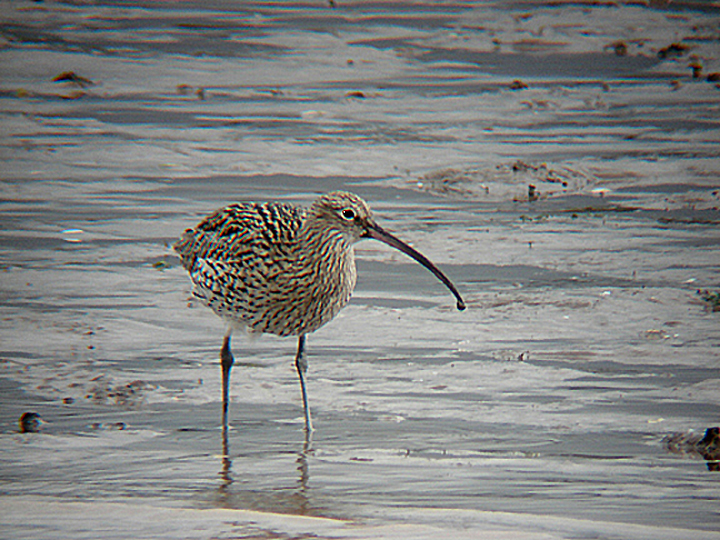  CURLEW . THE CLYST ESTUARY . DEVON . 28 . 10 . 2007