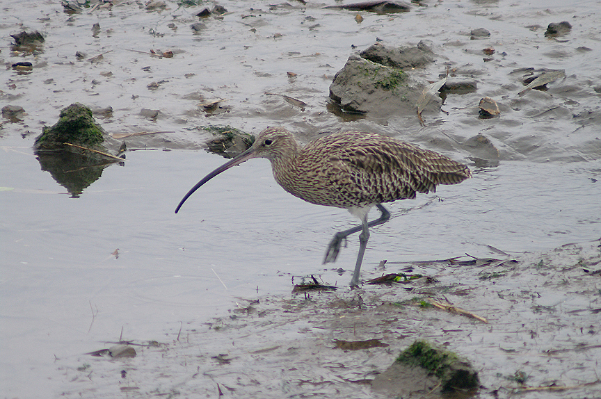 CURLEW . THE HALE ESTUARY . CORNWALL . 8 . 10 . 2013