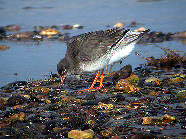 REDSHANK . DAWLISH WARREN . DEVON .  7 / 2 / 2003