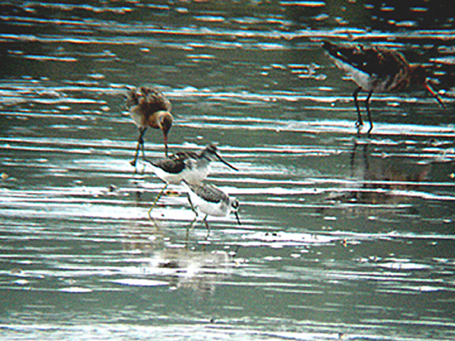 MARSH SANDPIPER , THE CLYST ESTUARY , TOPSHAM , DEVON , 31 , 8 , 2008.JPG