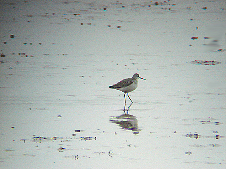 MARSH SANDPIPER . THE CLYST ESTUARY . TOPSHAM . DEVON . 31 . 8 . 2008 