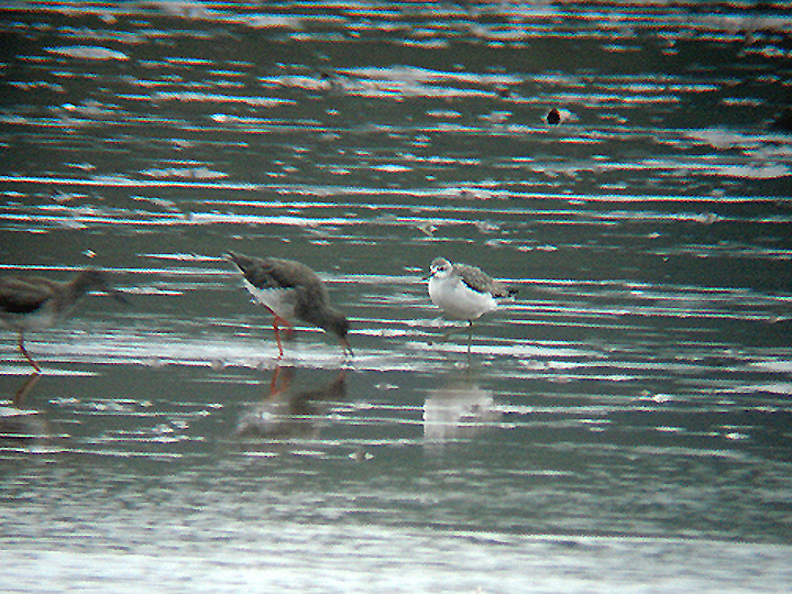 MARSH SANDPIPER . THE CLYST ESTUARY . TOPSHAM . DEVON . 31 . 8 . 2008