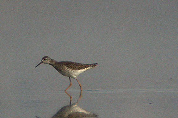  LESSER YELLOWLEGS . THE SALTON SEA . CALIFORNIA . 22 . 11 . 2004