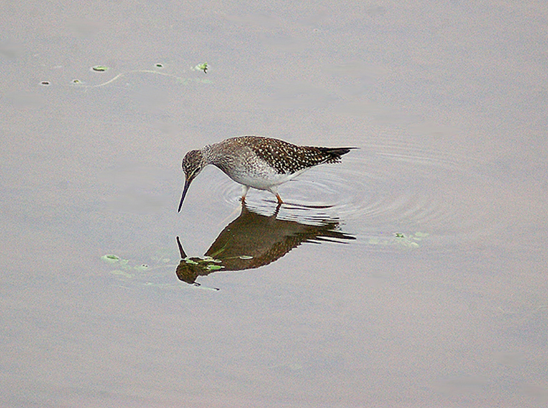 LESSER YELLOWLEGS , TREWS WEIR , EXETER , DEVON , 12 , 9 , 2013