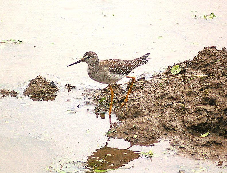 LESSER YELLOWLEGS . TREWS WEIR FLOOD RELIEF . EXETER . DEVON . 12 . 9 . 2013