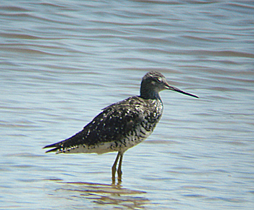 GREATER YELLOWLEGS . THE WISTER UNIT . THE SALTON SEA . CALIFORNIA . USA . 19 . 7 . 2009