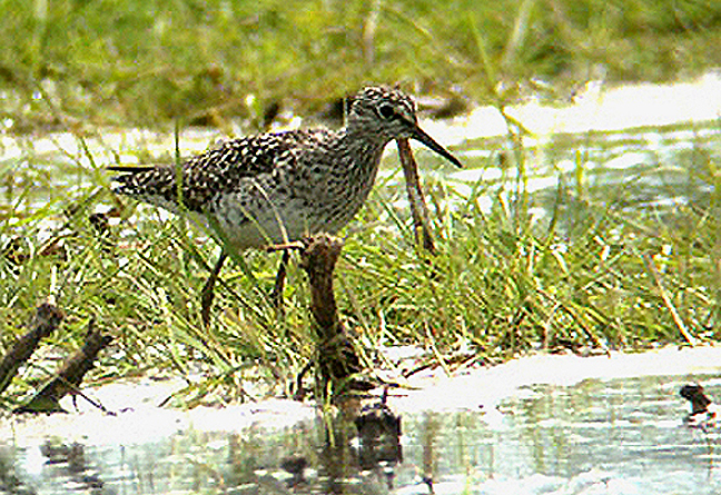 WOOD SANDPIPER . EXMINSTER MARSH . DEVON .  25 / 5 / 2003