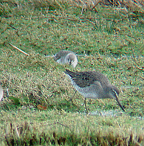 LONG BILLED DOWITCHER . BOWLING GREEN MARSH . TOPSHAM . DEVON . 10 . 3 . 2008