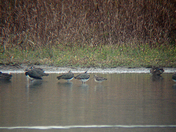 LONG BILLED DOWITCHER . BOWLING GREEN MARSH . TOPSHAM . DEVON . 25 . 10 . 2007