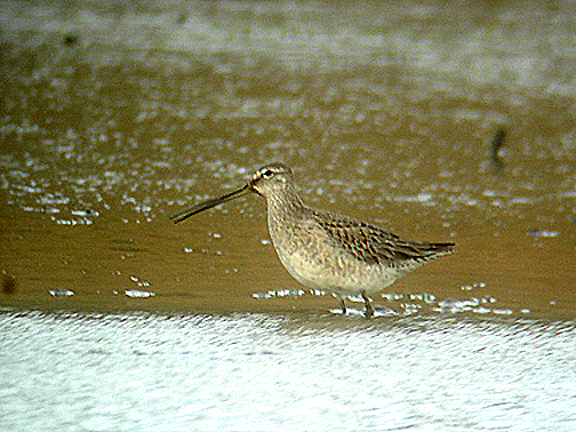 LONG-BILLED DOWITCHER , UPPER TAMAR LAKE , DEVON , 11 , 11 , 2006