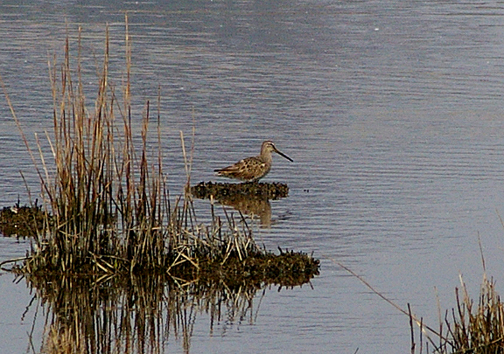 LONG-BILLED DOWITCHER . LODMOOR . WEYMOUTH . DORSET . 24 . 3 . 2011