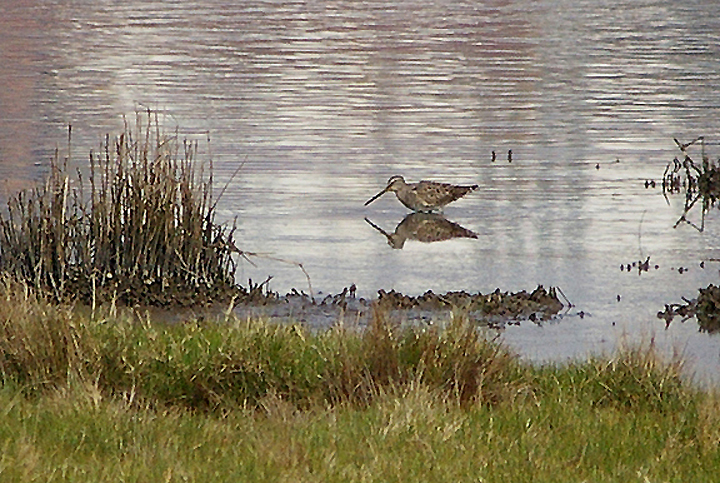 LONG-BILLED DOWITCHER . LODMOOR . WEYMOUTH . DORSET . 24 . 3 . 2011