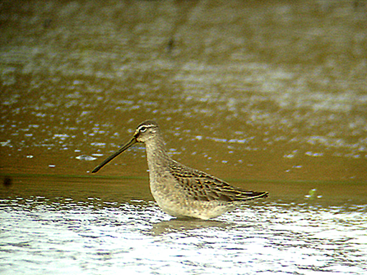LONG-BILLED DOWITCHER . UPER TAMAR LAKE . DEVON . 11 . 11 . 2006