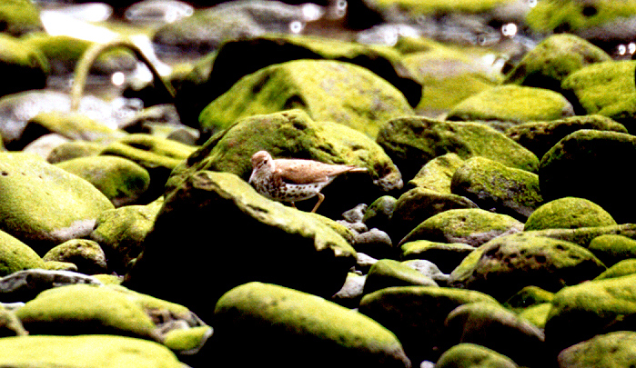 SPOTTED SANDPIPER , MACHICO , MADEIRA , 27 , 8 , 2002