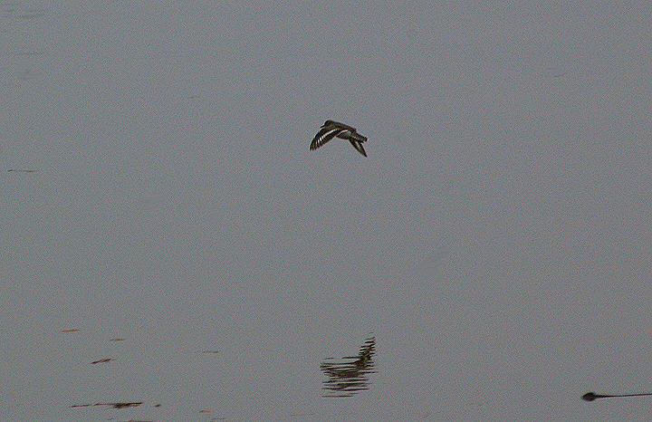SPOTTED SANDPIPER . THE EXE ESTUARY . TOPSHAM RECREATION GROUND . DEVON . 28 . 11 . 2009 