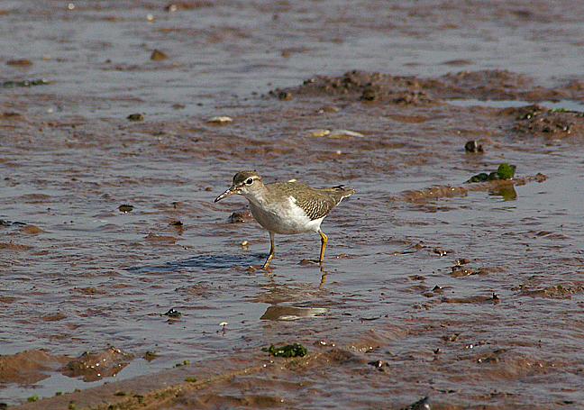 SPOTTED SANDPIPER . THE TURF LOCKS . DEVON . 22 . 9 . 2010 