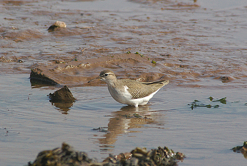 SPOTTED SANDPIPER . THE TURF LOCKS . DEVON . 22 . 9 . 2010