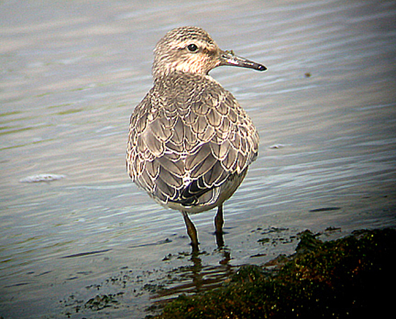 RED KNOT . THE EXE ESTUARY . TOPSHAM . DEVON . 30 / 8 / 2004