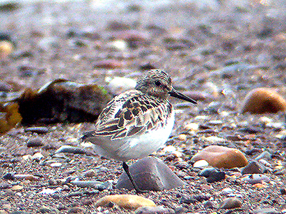 SANDERLING . DAWLISH WARREN . DEVON . 7 / 6 / 2004