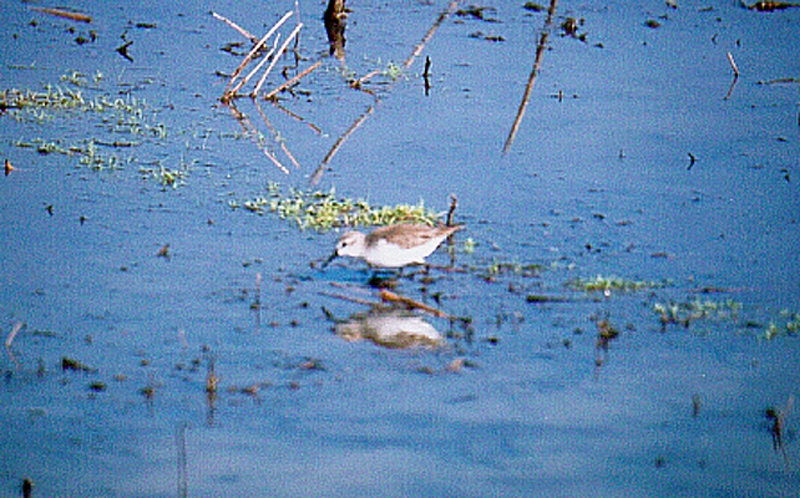WESTERN SANDPIPER , THE SAN JACINTO WILDLIFE AREA , CALIFORNIA , USA . 23 , 11 , 2004