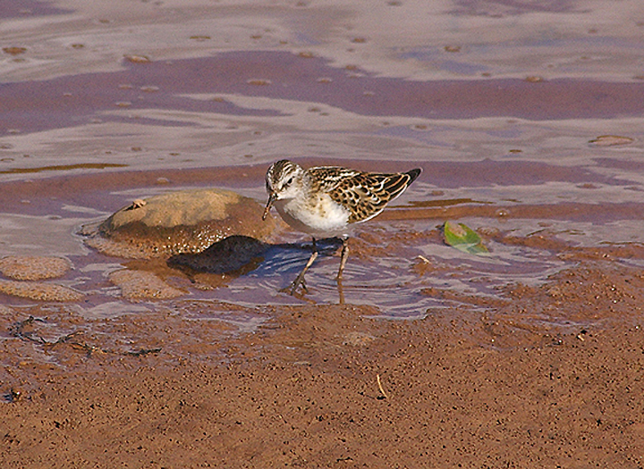LITTLE STINT . THE OTTER ESTUARY . DEVON . 17 . 9 . 2010