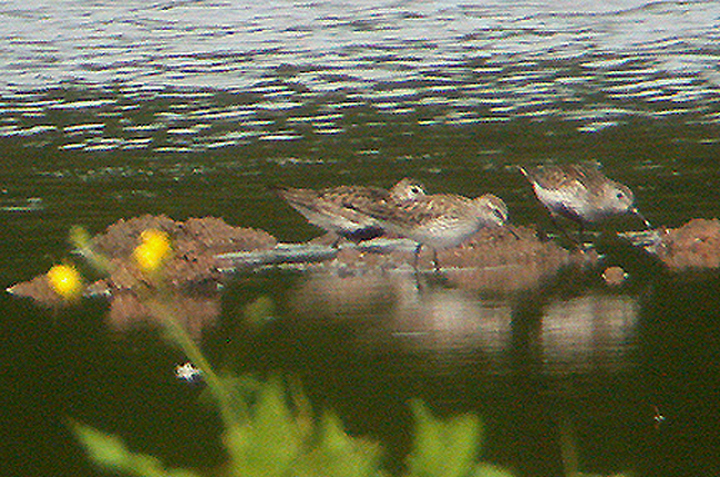 WHITE RUMPED SANDPIPER , BOWLING GREEN MARSH , TOPSHAM , DEVON 3 / 6 / 2005