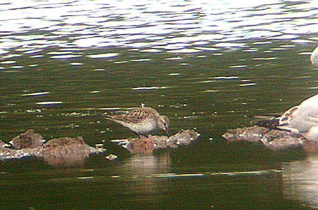 WHITE RUMPED SANDPIPER . BOWLING GREEN MARSH . TOPSHAM . DEVON . 3 / 6 / 2005