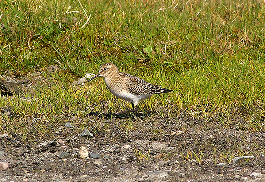 BAIRD`S SANDPIPER . DAVIDSTOW AIRPORT . CORNWALL . 16 . 9 . 2009