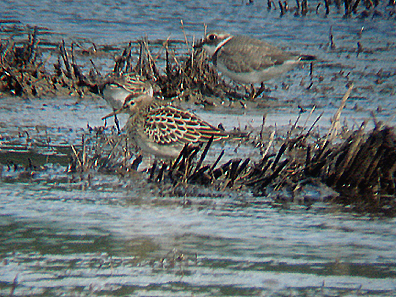 PECTORAL SANDPIPER , BLACKHOLE MARSH , SEATON , DEVON , 16 , 9 , 2009