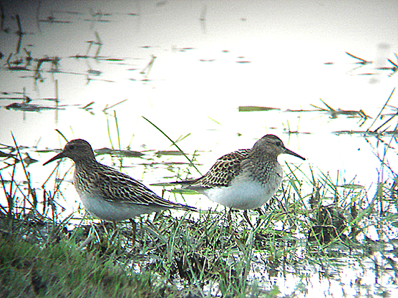 PECTORAL SANDPIPER . DAVIDSTOW AIRPORT . CORNWALL . 18 . 9 . 2008