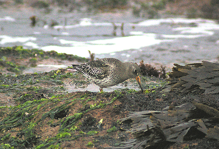 PURPLE SANDPIPER . MAER ROCK . EXMOUTH . DEVON . 30 . 11 . 2011