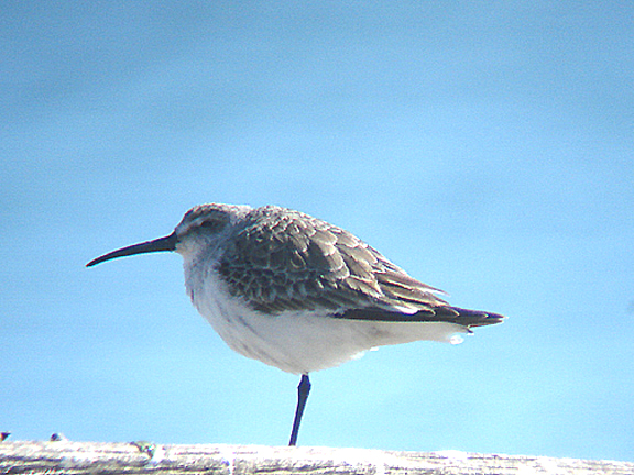 DUNLIN . DAWLISH WARREN . DEVON . 29 . 3 . 2009