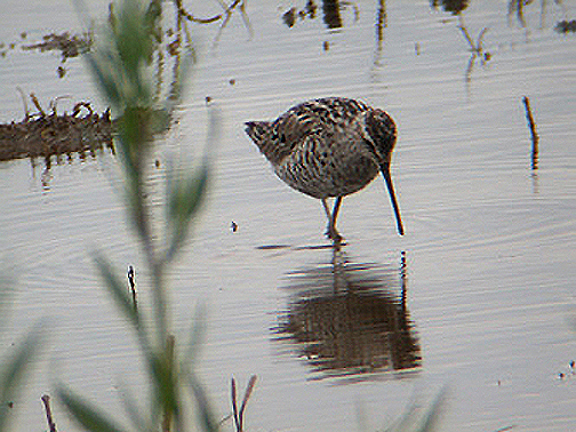 STILT SANDSANDPIPER . PENNINGTON MARSH . HAMPSHIRE .  21, 7 , 2002