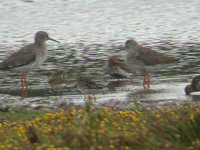  BROAD BILLED SANDPIPER . BOWLING GREEN MARSH . TOPSHAM . DEVON . 14 . 7 . 2004 
