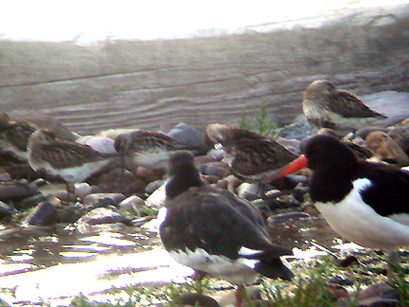  BROAD BILLED SANDPIPER , DAWLISH WARREN , DEVON , 16 , 7 , 2004 
