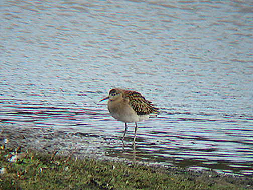 RUFF . BOWLING GREEN MARSH . TOPSHAM . DEVON . 29 . 10 . 2007