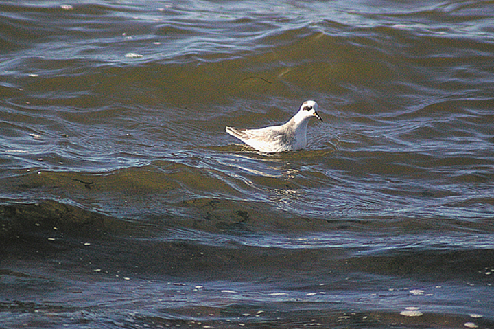 GREY PHALAROPE . EXMOUTH . DEVON . 21 . 9 . 2011 