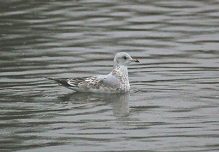 COMMON GULL . CHEW VALLEY LAKE . SOMERSET . 21 . 11 . 2011