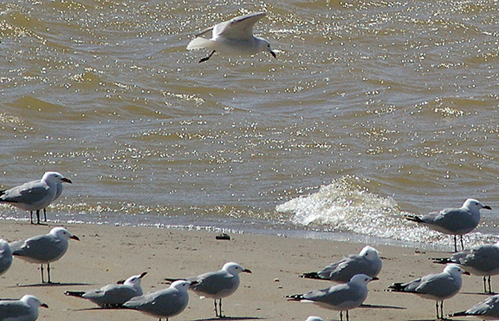 . AUDOUIN`S GULLS . THE OUED MASSA RESERVE . MOROCCO . 9 . 3 . 2010