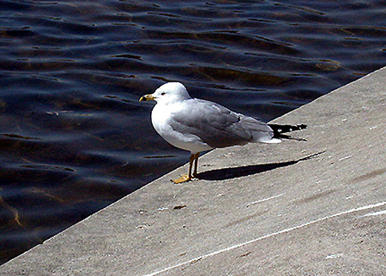 RING BILLED GULL , THE MALL , WASHINGTON DC , USA . 23 , 3 , 2004