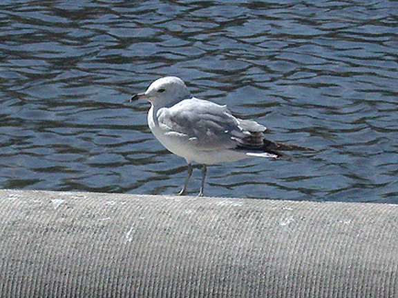 RING BILLED GULL . THE MALL . WASHINGTON DC . USA . 23 . 3 . 2004