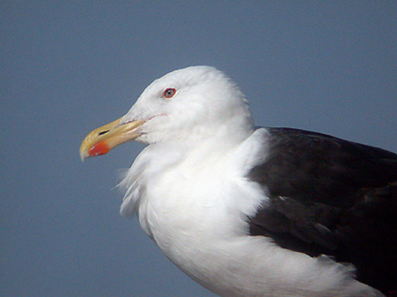  GREAT BLACK BACKED GULL . BERRY HEAD . DEVON . 18 . 8 . 2004