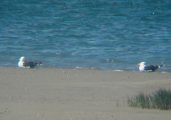  KELP GULL . THE KHNIFISS LAGOON . WESTERN SAHARA  . 8 / 3 / 2010
